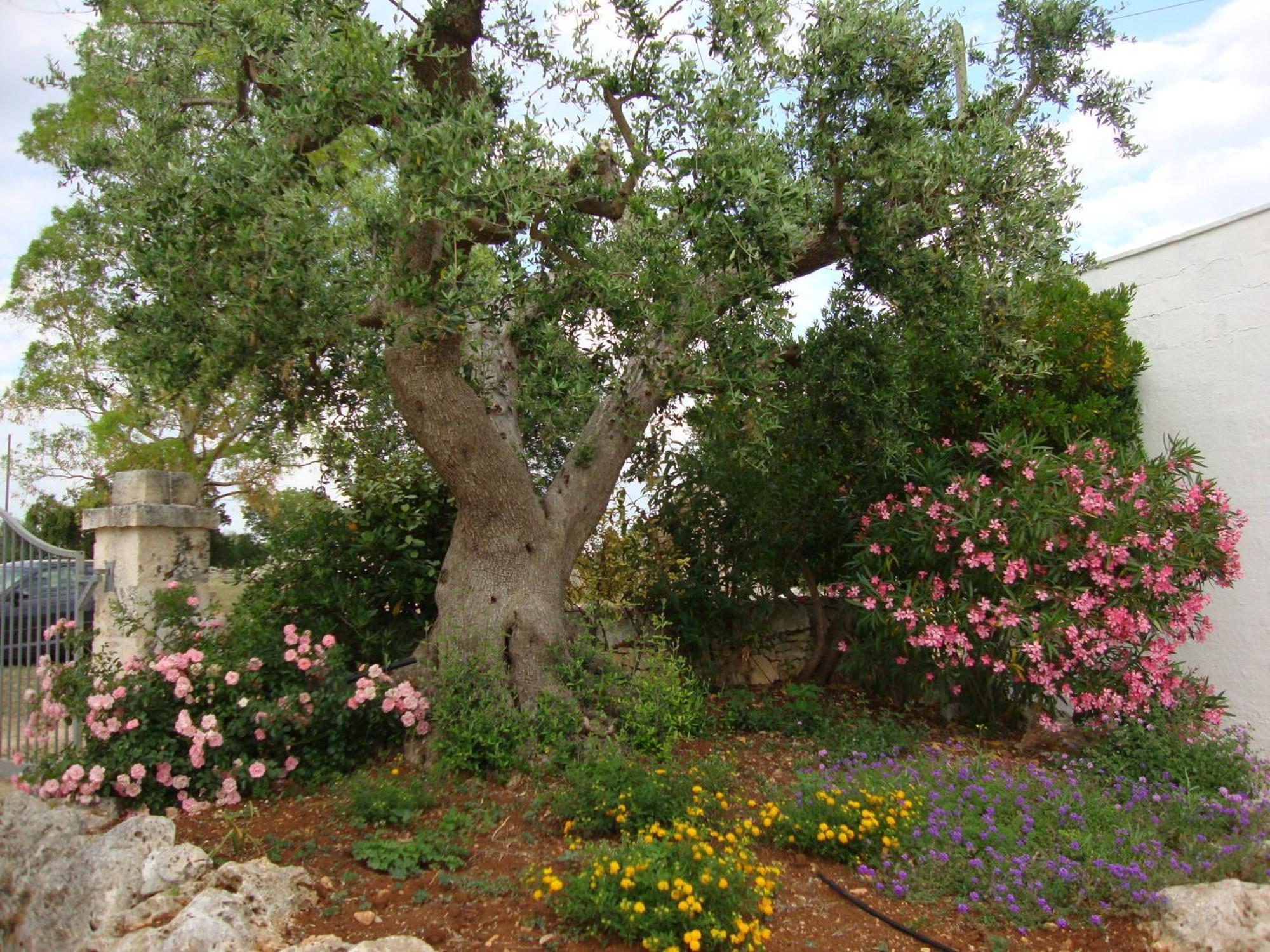 Masseria Serio Locorotondo Extérieur photo